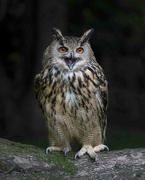 26th Jan 2022 - European Eagle Owl