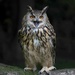 European Eagle Owl by shepherdmanswife
