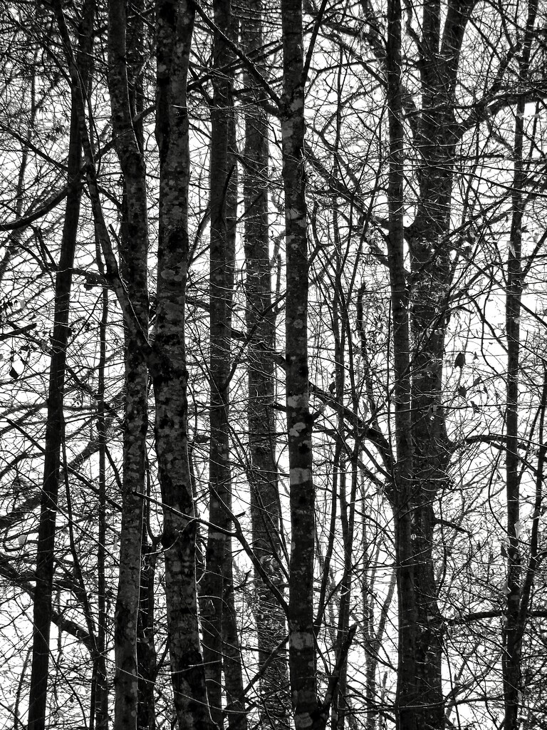 Tree lines... by marlboromaam