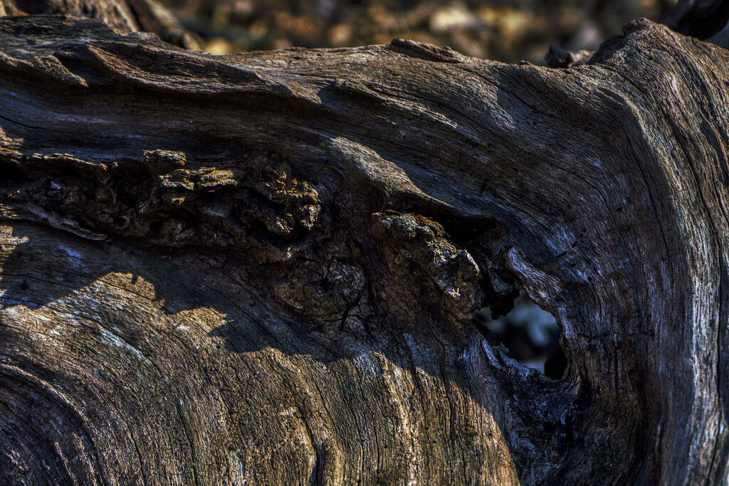 Hole in the Tree Stump by k9photo