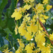 Yellow Orchids-LS (4)