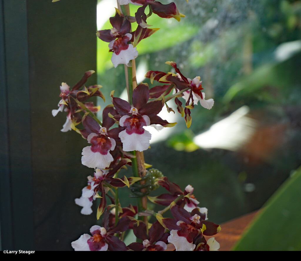 Orchids by larrysphotos