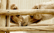 26th Jan 2022 - Kissing Camels