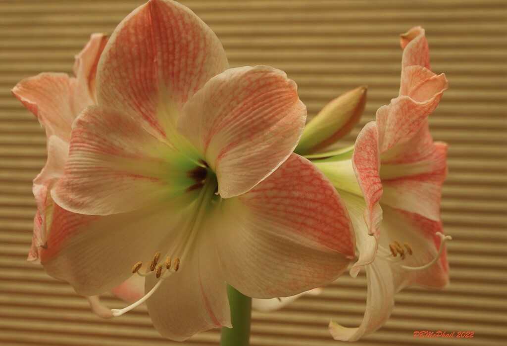 Amaryllis in Bloom by selkie