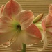 Amaryllis in Bloom