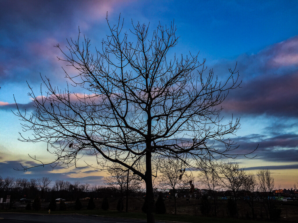 Tree @ Sunset by jbritt