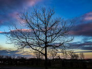 11th Dec 2014 - Tree @ Sunset