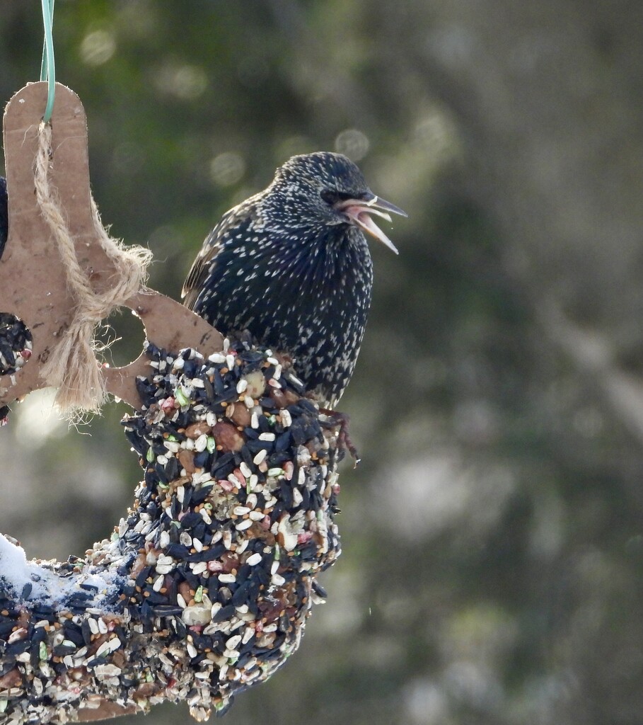 Starling enthusiasm by amyk