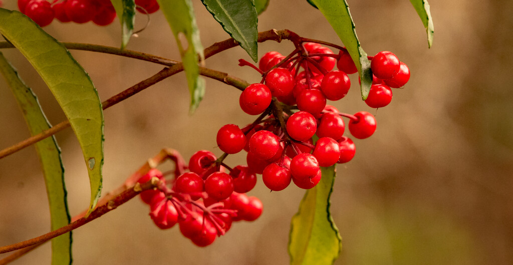 Red Berries! by rickster549