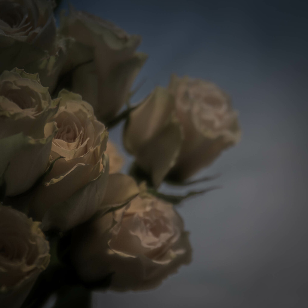 Grocery store roses by randystreat