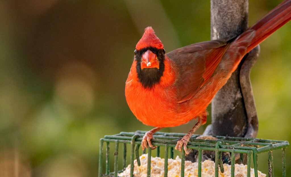 Mr Cardinal Having a Snack! by rickster549