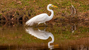 26th Jan 2022 - Egret and Reflection!