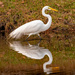 Egret and Reflection!