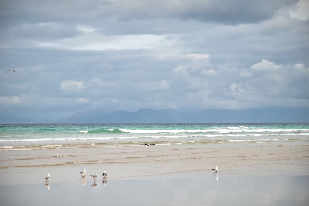 Gulls on the beach by ludwigsdiana