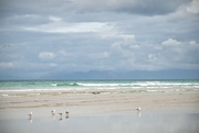 27th Jan 2022 - Gulls on the beach