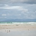 Gulls on the beach by ludwigsdiana