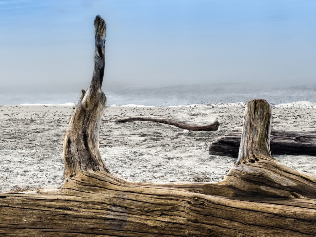 Driftwood on the shore by tapucc10