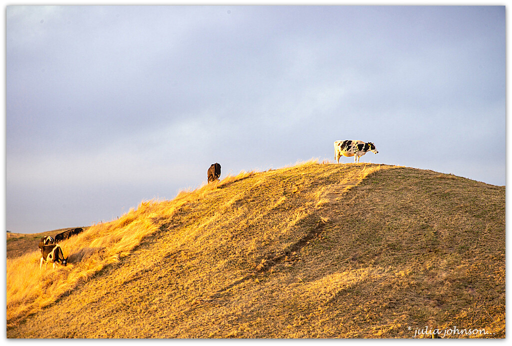 Cow on a hill... by julzmaioro