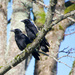 ~Crows~ by crowfan