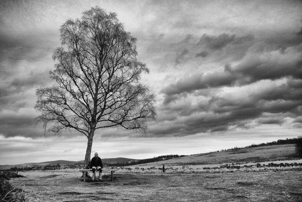 The Tree at Loch Kinord by jamibann