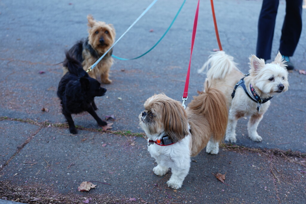 Puppies on walk by acolyte