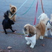 Puppies on walk by acolyte