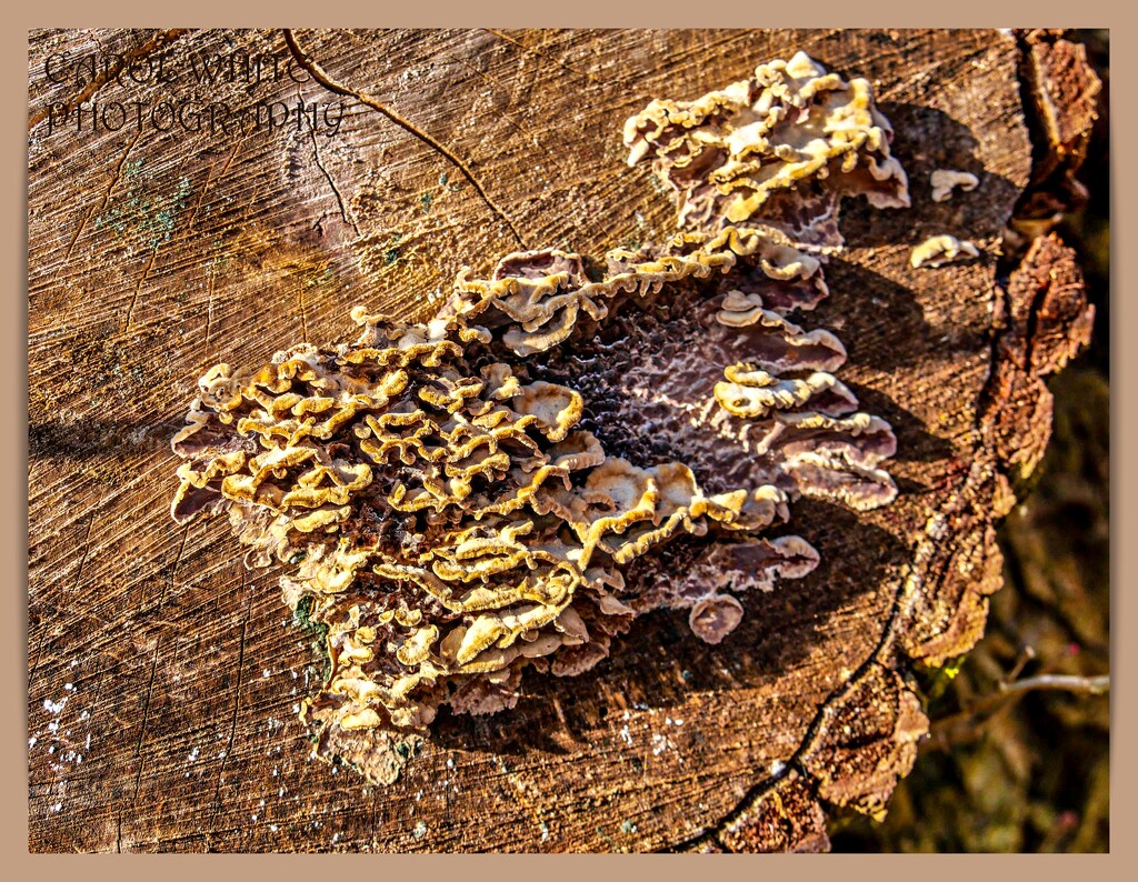 Fungi On A Tree Stump by carolmw
