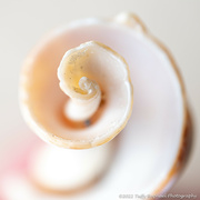 26th Jan 2022 - A Spiralling Shell