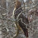 LHG_7022Redtailed Hawk profile by rontu