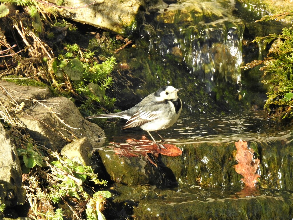 Today's Visitor -  Pied Wagtail  by susiemc