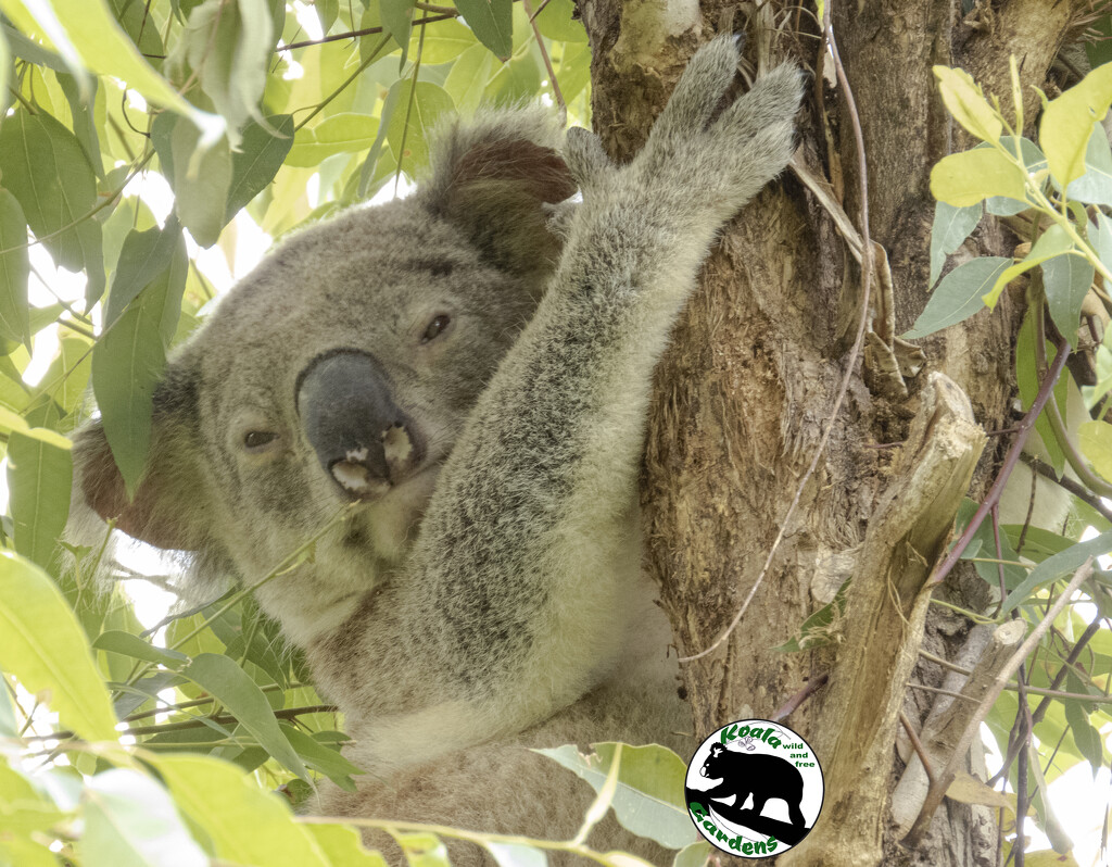 tallowwood bliss by koalagardens