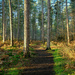 Stapleford Woods (Again) by 365nick
