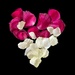 Love Petals by gaillambert