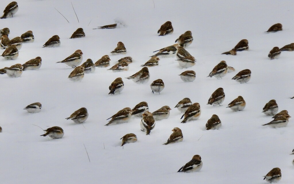 Snow Buntings by frantackaberry