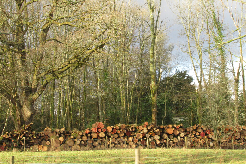stack of logs by anniesue