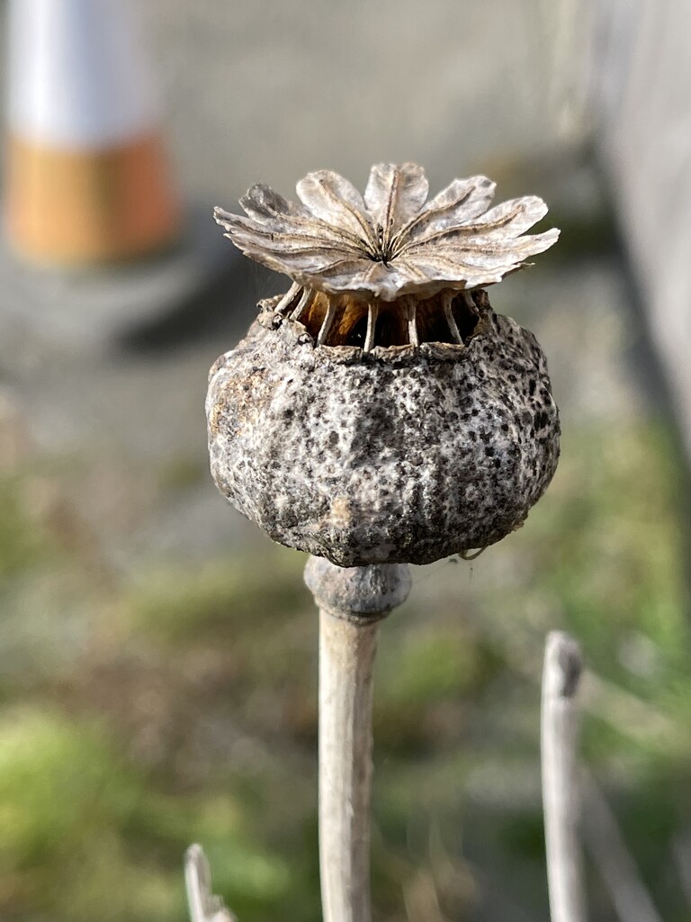 Poppy seed head by tinley23