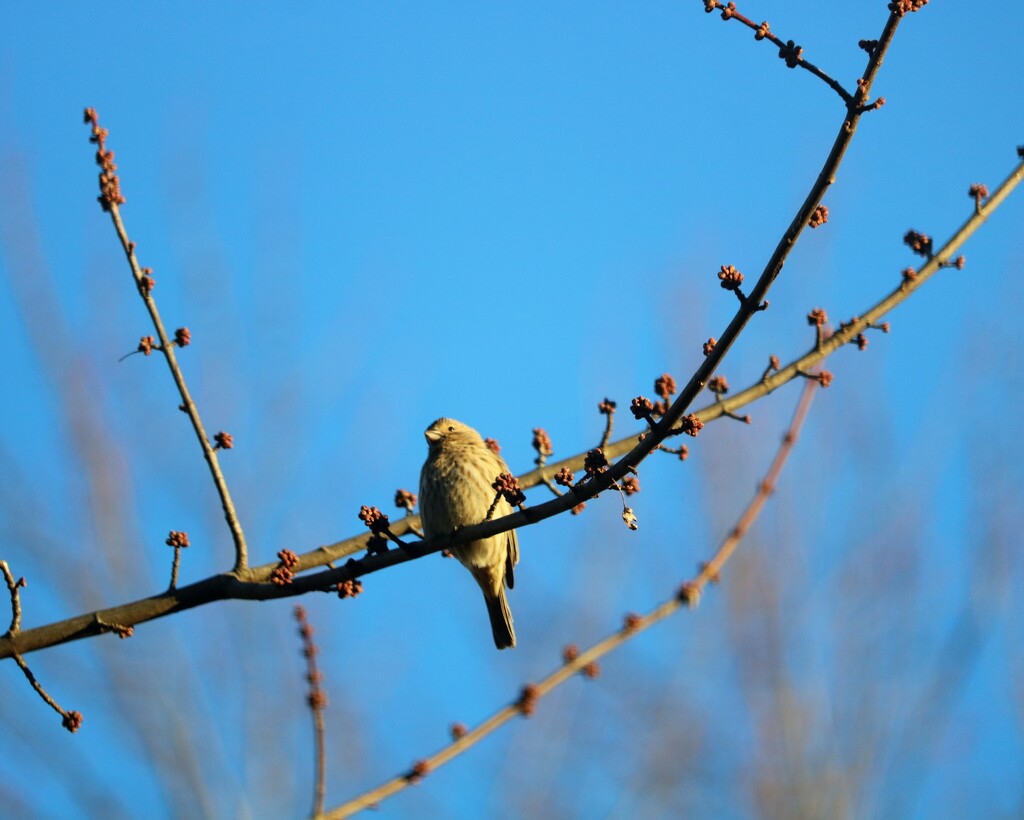 January 27: Female House Finch by daisymiller