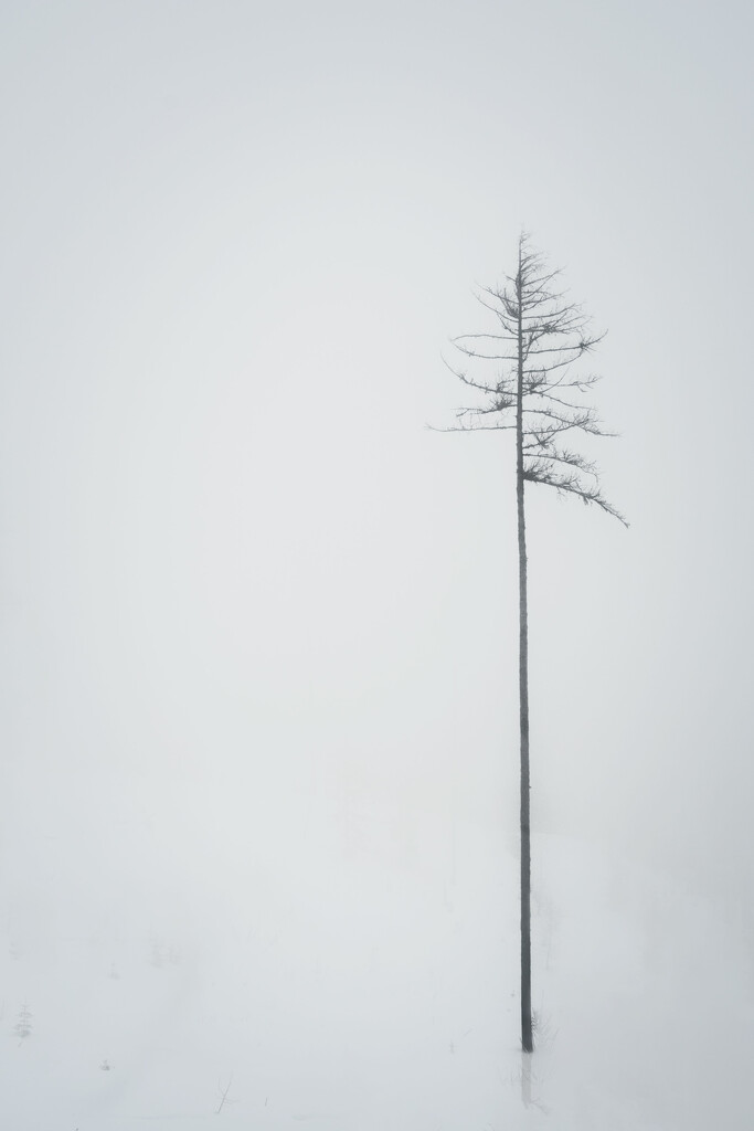 In the foggy snow by teriyakih