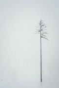 27th Jan 2022 - In the foggy snow