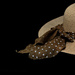 minimalist hat by summerfield