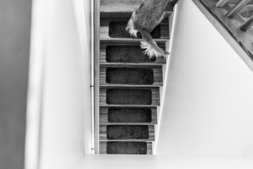Running Up the Stairs by tina_mac