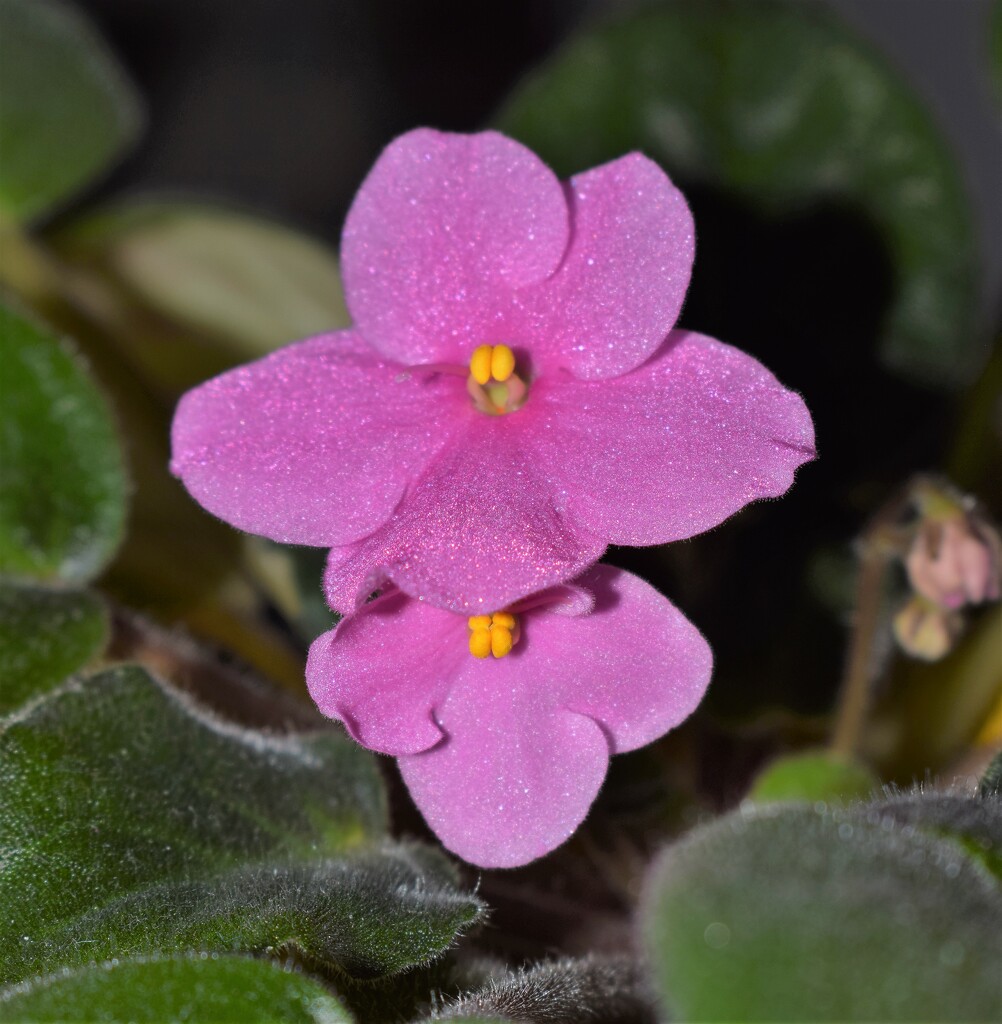 African Violet duo by sandlily