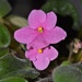 African Violet duo by sandlily