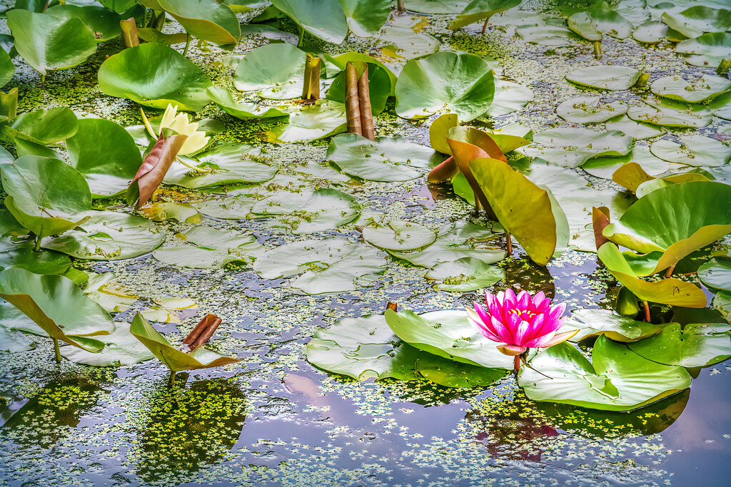 The last waterlily by ludwigsdiana