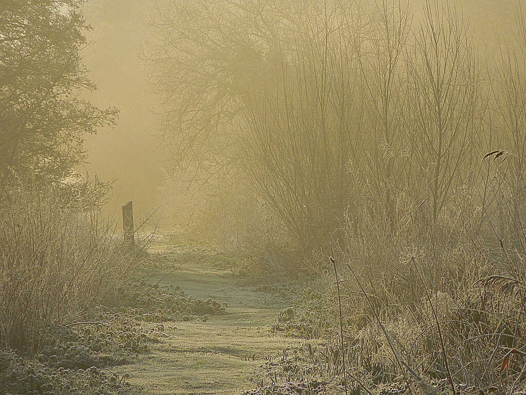 Frost in the marsh (1) by etienne