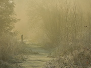28th Jan 2022 - Frost in the marsh (1)