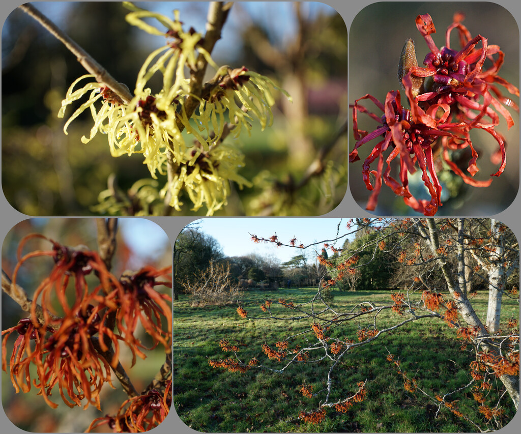 a selection of witch hazels by quietpurplehaze