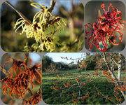28th Jan 2022 - a selection of witch hazels