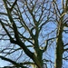 Winter trees 8 :Beech by sianharrison