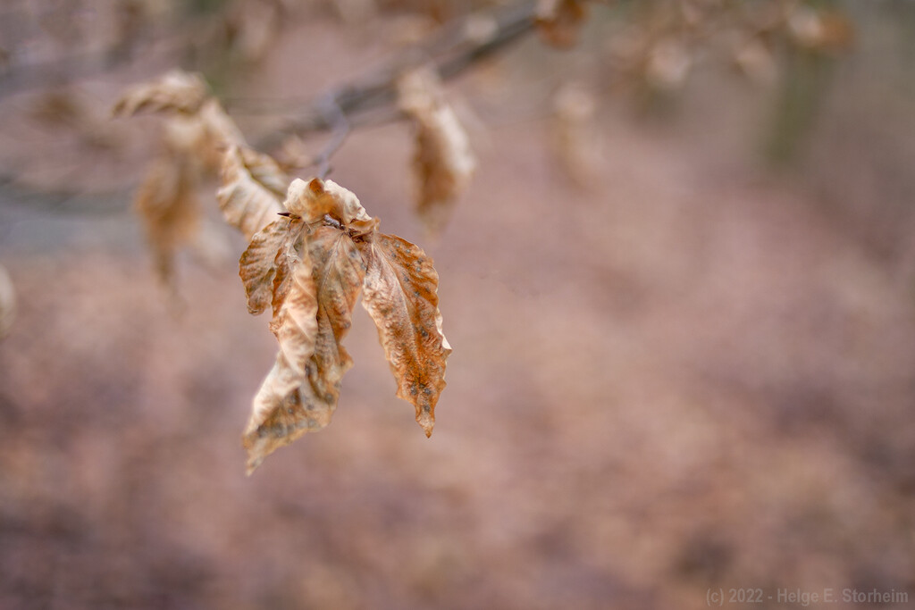 Autumn in January? by helstor365